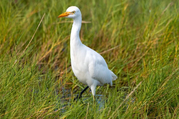 Una Garza Ganado Vadeando Través Pantano Salado — Foto de Stock