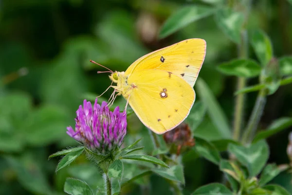 Trifoglio Impollinatore Farfalle Sulfuree Gialle — Foto Stock