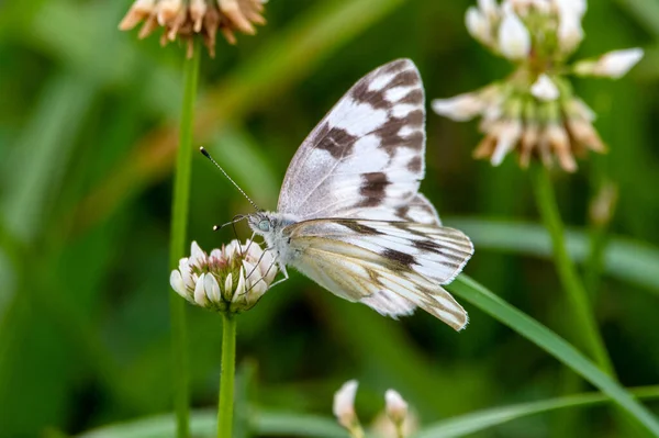 Una Farfalla Bianca Scacchi Sul Trifoglio Bianco — Foto Stock