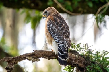 Ağaçta tünemiş kırmızı omuzlu bir şahin.