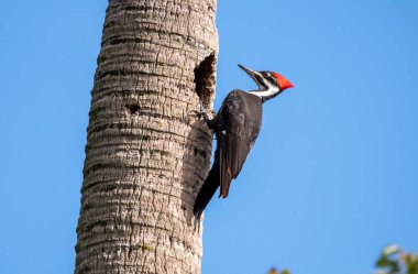 Pileated woodpecker on a palm tree in Flrodia. clipart