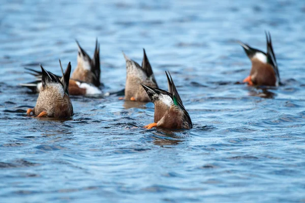 Northern Shoveler Feeding Florida — Fotografia de Stock