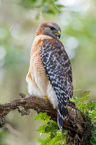 Ağaçta tünemiş kırmızı omuzlu bir şahin.