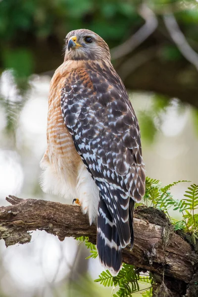 木の中に赤い肩をした鷹 — ストック写真