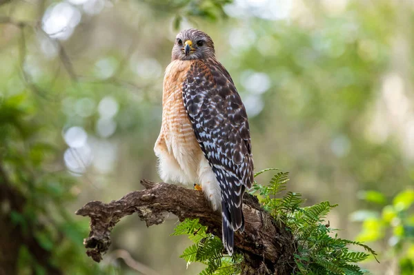 木の中に赤い肩をした鷹 — ストック写真