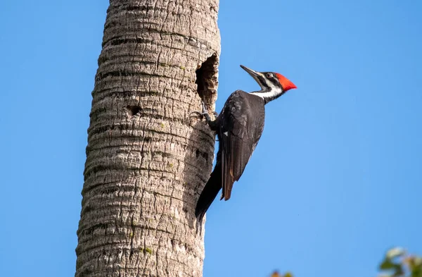 Pileated Woodpecker Palm Tree Flrodia Imagen de archivo