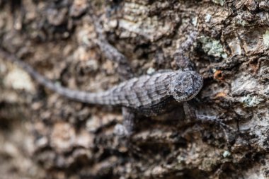 Çürümüş bir kütükte Florida kertenkelesi..