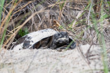 A gopher tortoise resting near it's den.