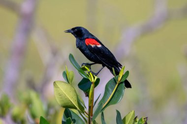 A male red-winged blackbird singing a song.