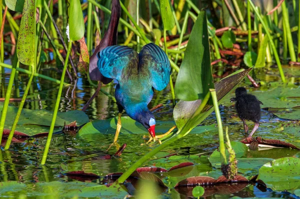 Adult American Purple Gallinule Swamp — Fotografia de Stock