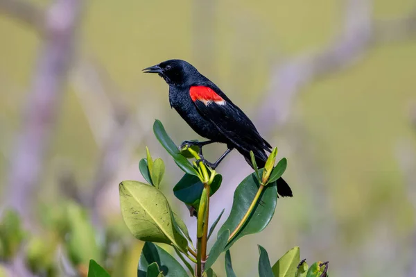 Male Red Winged Blackbird Singing Song — Foto Stock