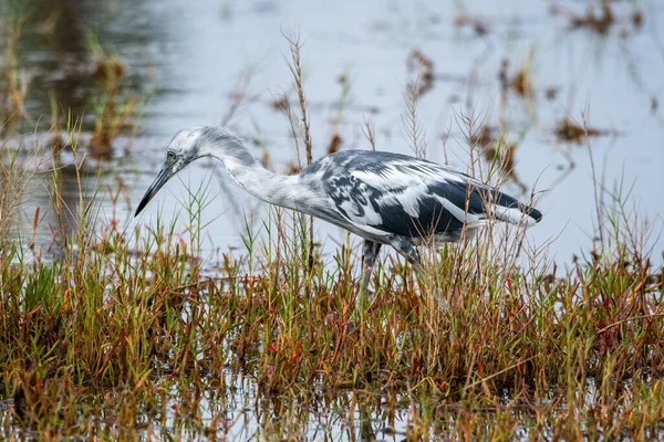 Leucistic Little Blue Heron Salt Marsh — ストック写真