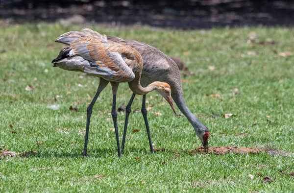 Family of sandhill cranes in Florida.