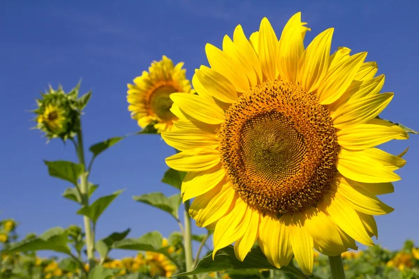 Yellow sunflowers and blue sky — Stock Photo, Image