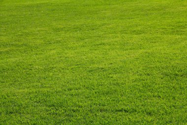 Yeşil Çimen Arkaplanı