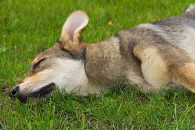 evsiz köpek çimenlerde dinleniyor