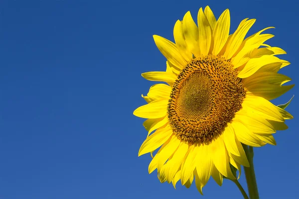 Yellow sunflower and blue sky background closeup — Stock Photo, Image