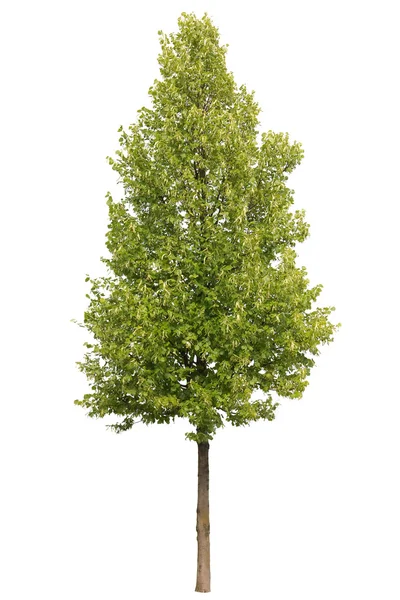 Single green greenspire linden tree isolated on white background — Stock Photo, Image