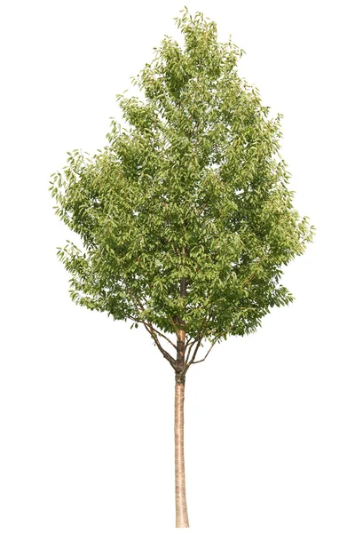 Green tree isolated — Stock Photo, Image