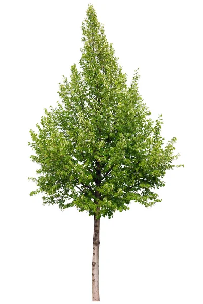 Single green tree isolated on white background — Stock Photo, Image