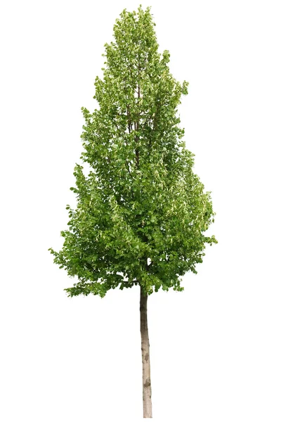 Einzelne grüne Baum isoliert auf weißem Hintergrund — Stockfoto