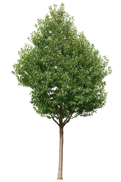 Single green tree isolated on white background — Stock Photo, Image