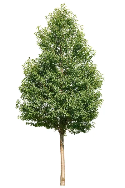 Single green tree isolated on white background — Stock Photo, Image