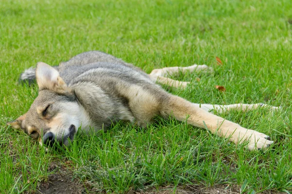 Cão sem-teto está descansando na grama — Fotografia de Stock