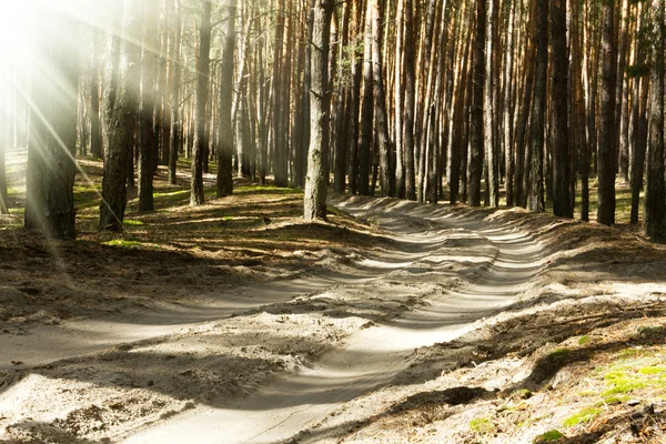 Zandweg met stralen van de zon in diepe bossen — Stockfoto