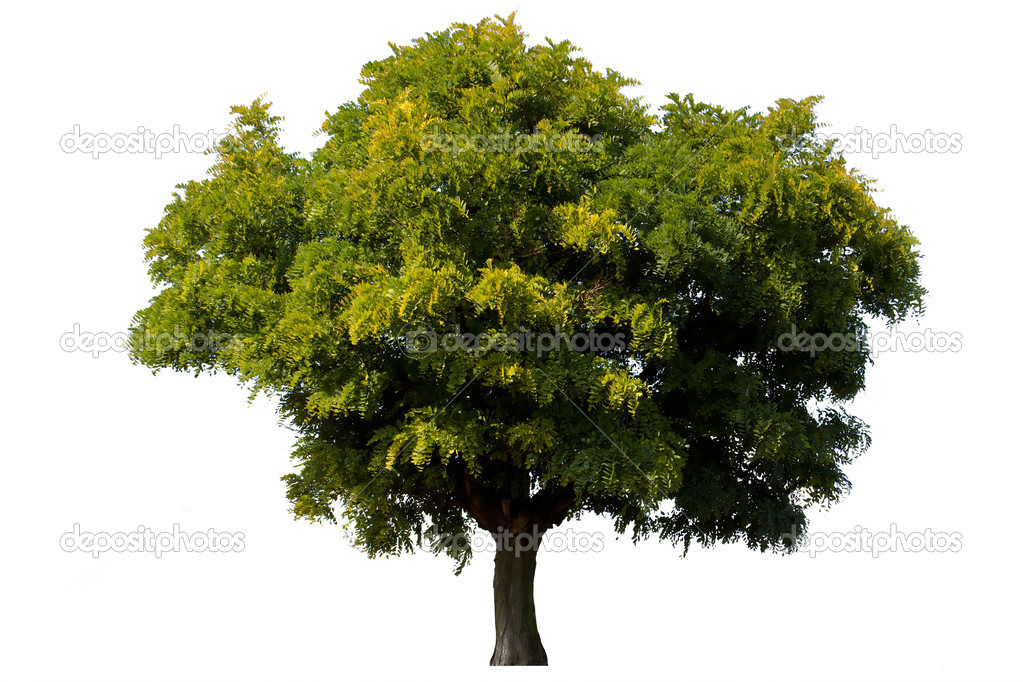 Single green acacia tree isolated on white background