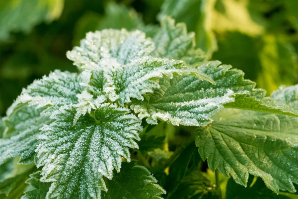 Outono gelado verde urtiga folhas fundo — Fotografia de Stock