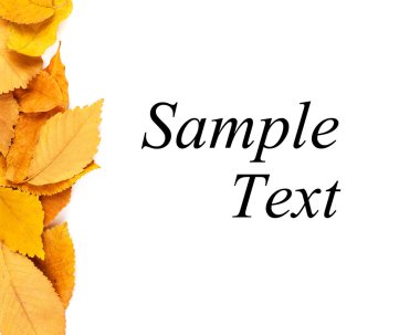 düşmüş sonbaharında yapılan renkli çerçeve üzerinde beyaz backgrou yaprakları