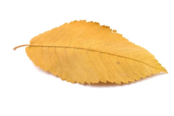 Żółty liść na białym tle na białym tle — Zdjęcie stockowe
