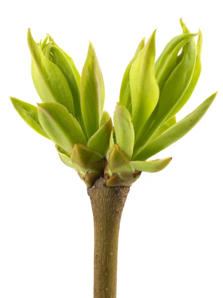 Branch tree with spring buds isolated on white background — Stock Photo, Image