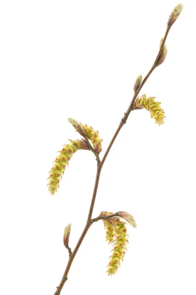 봄 싹 흰색 절연 분기 트리 — 스톡 사진
