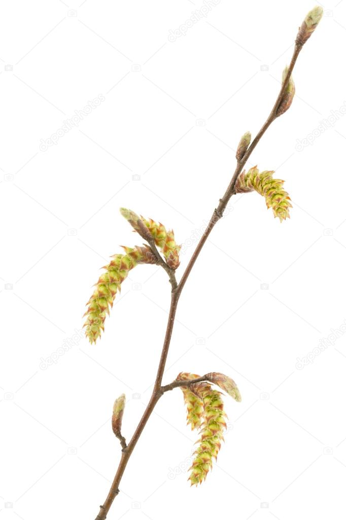 Branch tree with spring buds isolated on white