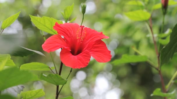 Blommande röd blomma hibiscus rosa sinensis — Stockvideo