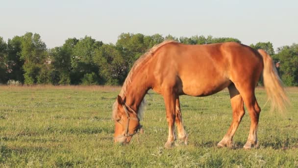 Brown horse eating grass on the field under the warm evening sun — Stock Video