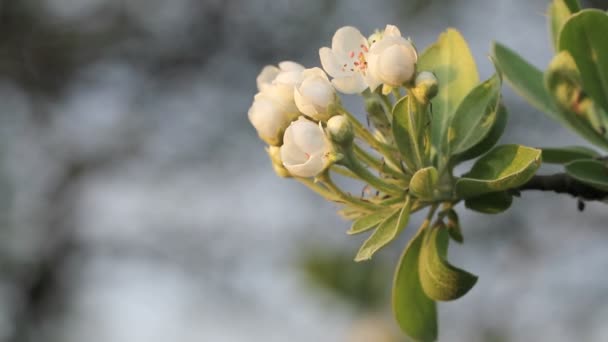 Квітуча квітка яблуні під теплим вечірнім сонцем — стокове відео