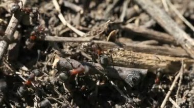 ant Hill meşgul karıncaların yakın çekim