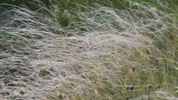 Fjäder gräs eller nål gräs (Nassella tenuissima) på vinden svag andedräkt — Stockvideo