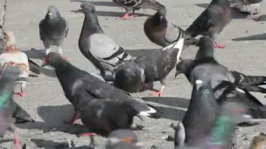 Güvercinler piyasada sürüsü