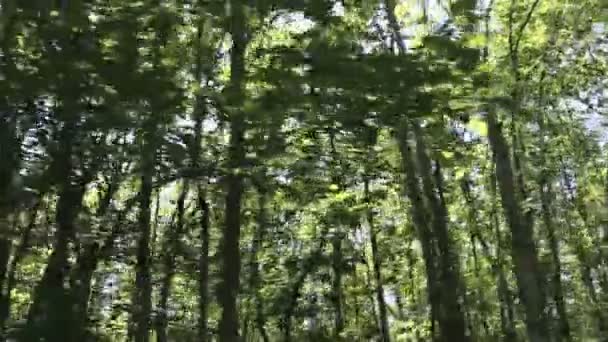 Conducción de coches en el bosque — Vídeo de stock