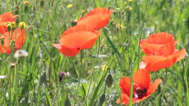 Güneş ışınları alanında haşhaş