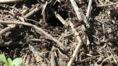 ant Hill meşgul karıncaların yakın çekim