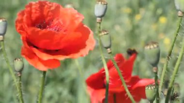 Rüzgar alanında haşhaş