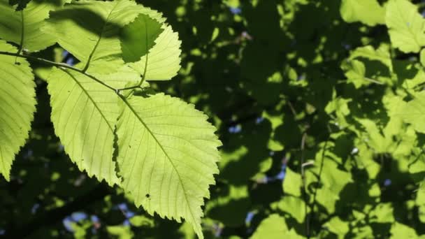 Green leaves at the slight wind background — Stock Video