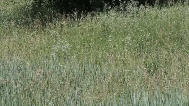 小女孩在草地上走在阳光灿烂的日子 — 图库视频影像