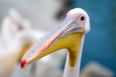 pembe pelican kafa, seçici odak