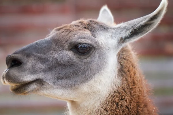 Guanaco head, close-up shot — Stock Photo, Image